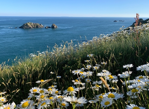 Oxeye daisys alderney