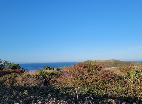 Alderney Community Woodland