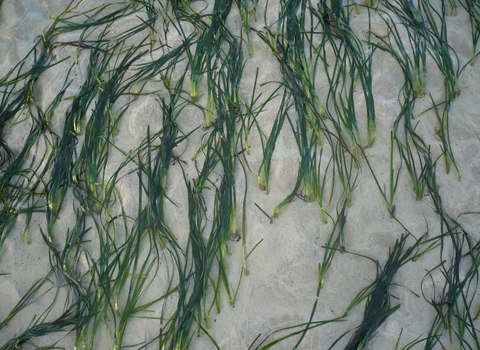 Eelgrass - Dr Mel BA