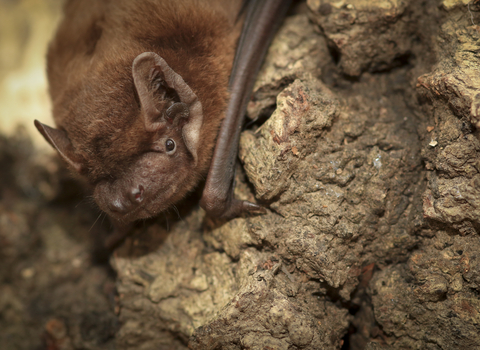 Common Noctule Bat (cred Tom Marshall)