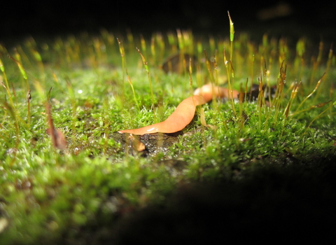 Australian flatworm (Australoplana sanguinea)