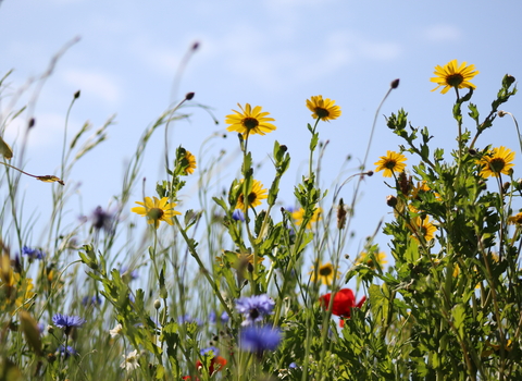 Wildflower meadow at Alderney Roots