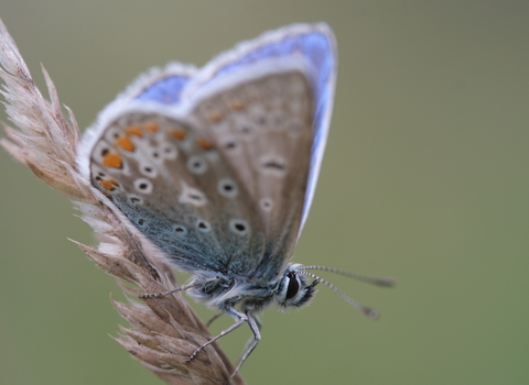 Common Blue butterfly