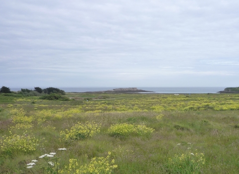 Longis Common in summer