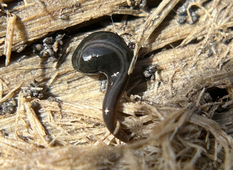 Parakontikia ventrolineata flatworm