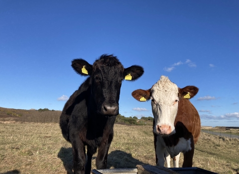 2 Angus and Hereford cows stood by their water trough looking into the camera