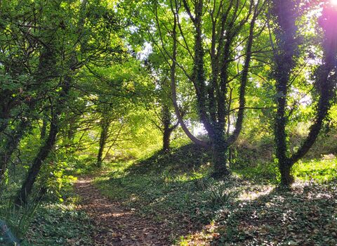 Alderney Community Woodland - © Rowie Burcham 