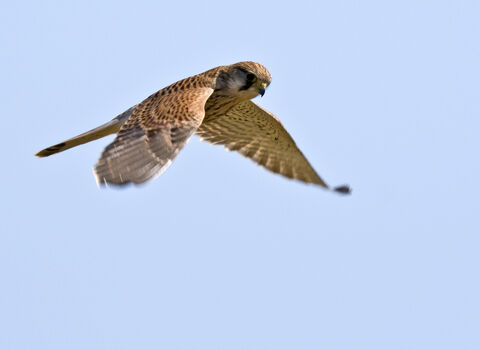 Female kestrel