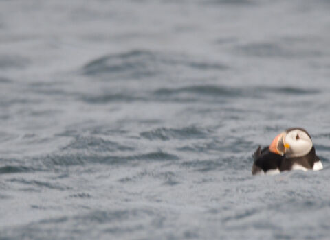 a photo of a puffin at sea