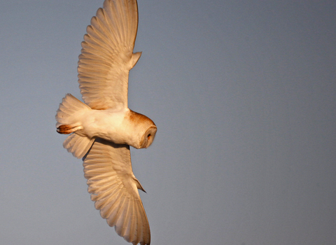 barn owl